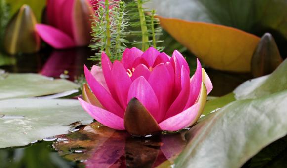 Free Stock Photo of Water Lily