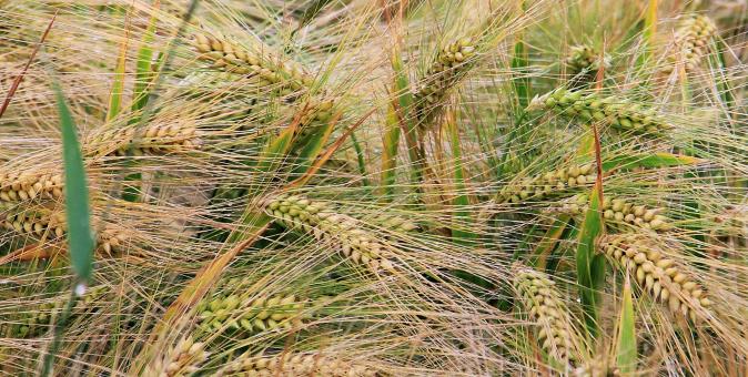 Free Stock Photo of Wheat Field