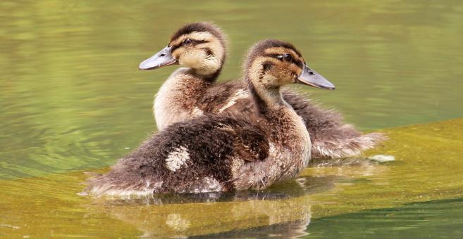 Free Stock Photo of Ducks Swimming