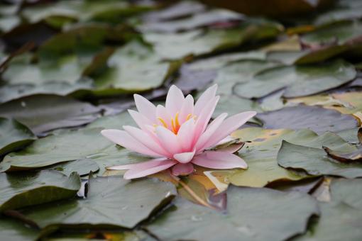 Free Stock Photo of Water Lily