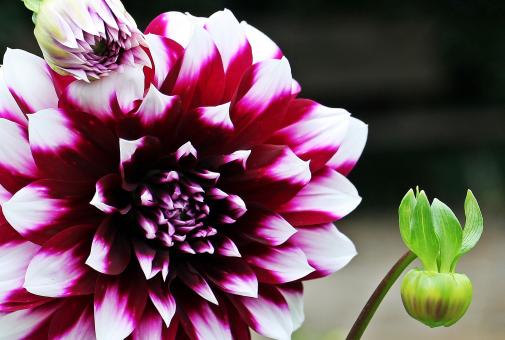 Free Stock Photo of Fresh Dahlia