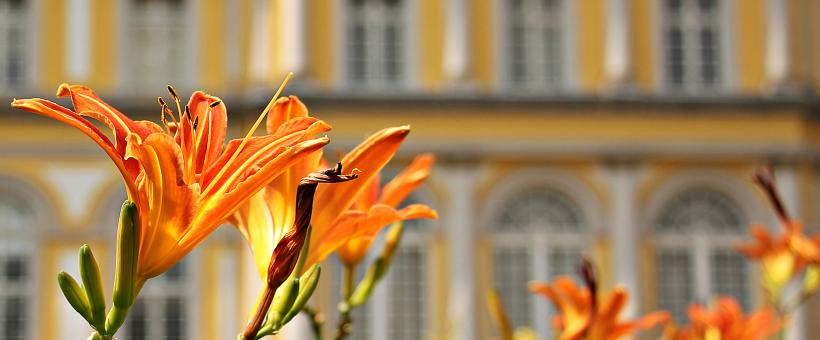 Free Stock Photo of Fresh Lily