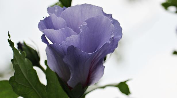 Free Stock Photo of Mallow in the Garden