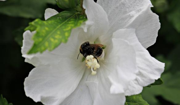 Free Stock Photo of Mallow in the Garden