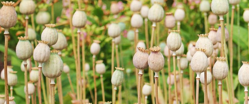 Free Stock Photo of Poppy Butt