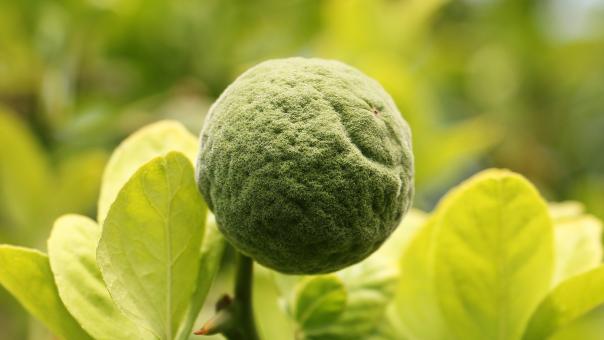 Free Stock Photo of Trifoliate Orange