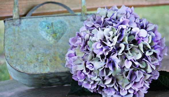 Free Stock Photo of Fresh Hydrangea