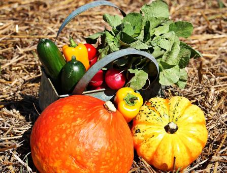 Free Stock Photo of Thanksgiving Day