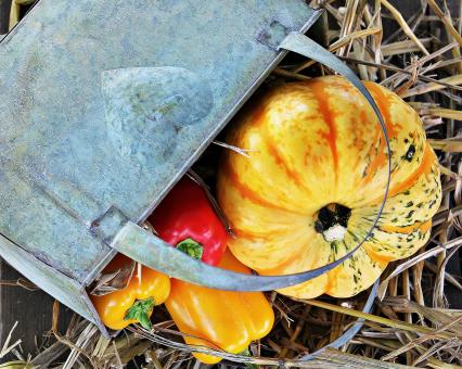 Free Stock Photo of Thanksgiving Day