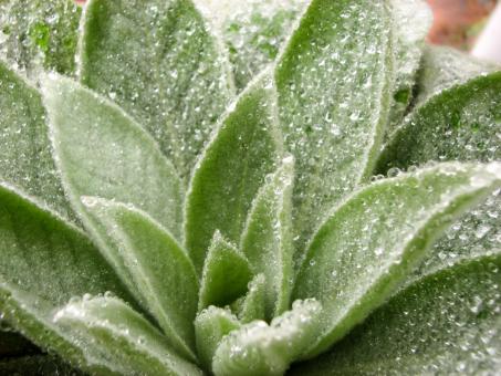 Free Stock Photo of Dew on Lovely Plant