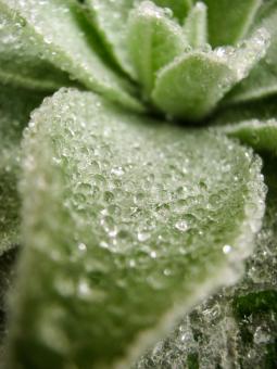 Free Stock Photo of Dew on Lovely Plant