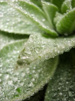 Free Stock Photo of Dew on Lovely Plant