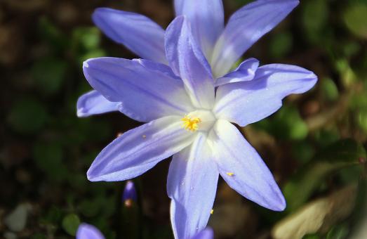 Free Stock Photo of Blue Star