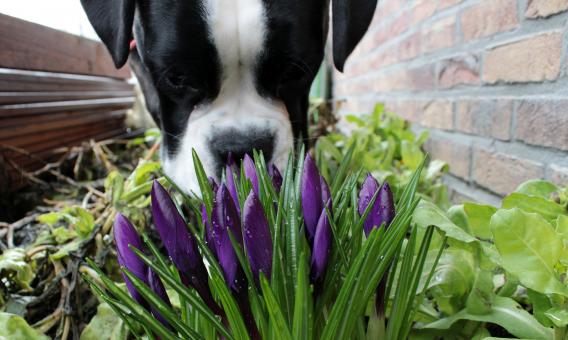Free Stock Photo of Sniffing Dog