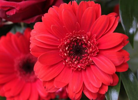 Free Stock Photo of Fresh Gerbera