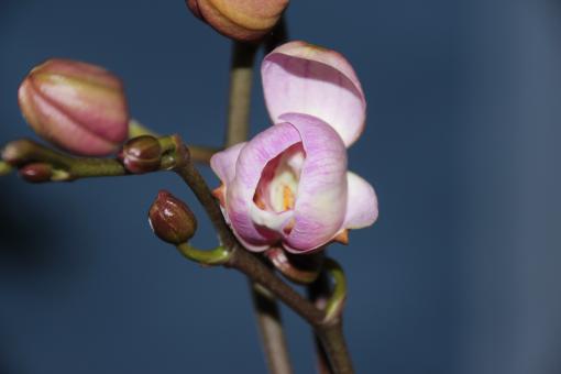 Free Stock Photo of Wild Orchid