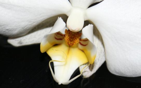 Free Stock Photo of Wild Orchid