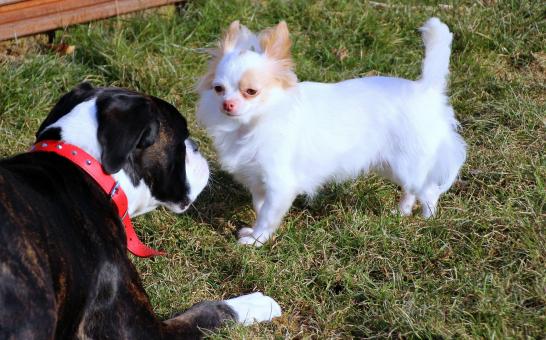 Free Stock Photo of Pet Dogs