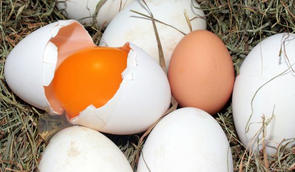Free Stock Photo of Macro Eggs