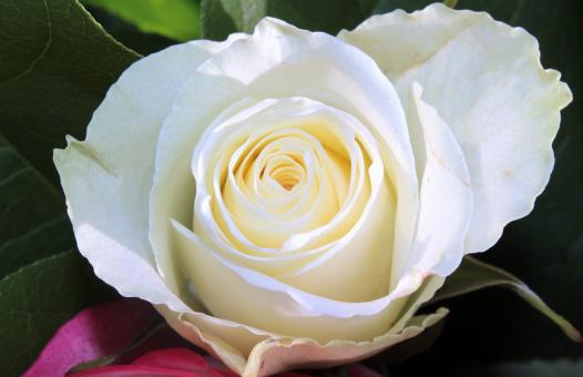 Free Stock Photo of Rose in the Garden