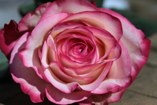 Free Stock Photo of Rose in the Garden