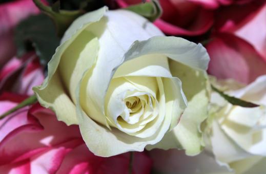 Free Stock Photo of Rose in the Garden