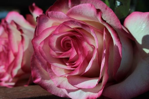 Free Stock Photo of Rose in the Garden