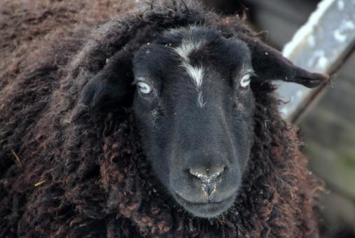 Free Stock Photo of Wild Sheep
