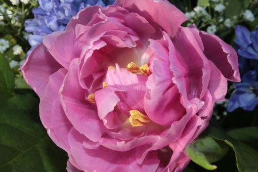 Free Stock Photo of Pink Macro Tulip