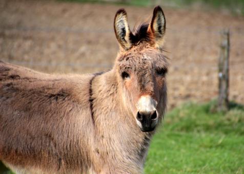 Free Stock Photo of Donkeys in the Farm