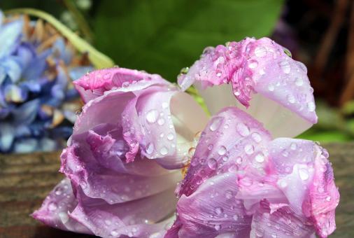 Free Stock Photo of Blooming Flower
