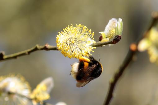 Free Stock Photo of Hummel Bee in the Garden