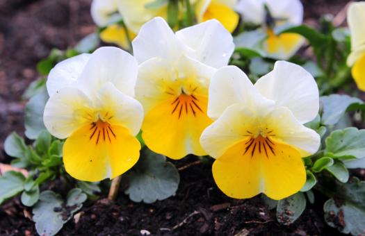 Free Stock Photo of Fresh Pansy