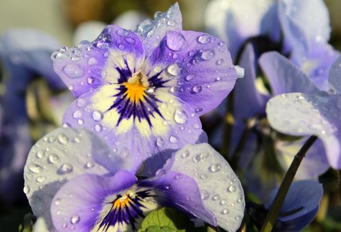 Free Stock Photo of Fresh Pansy