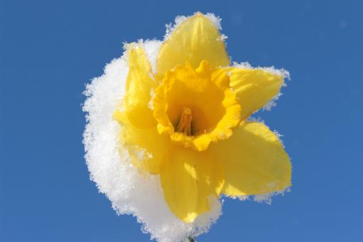 Free Stock Photo of Frozen Narcissus