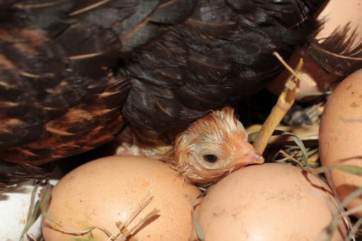 Free Stock Photo of Little Chick