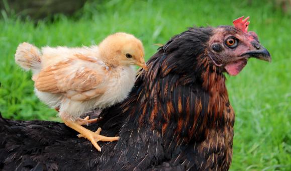 Free Stock Photo of Little Chick