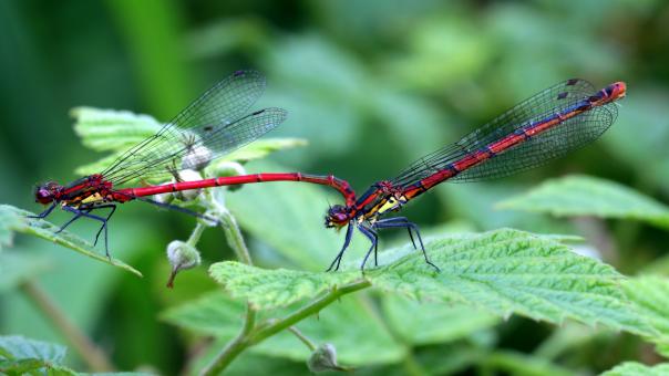 Free Stock Photo of Macro Dragonflies