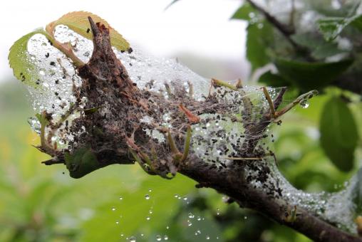 Free Stock Photo of larvae Nest