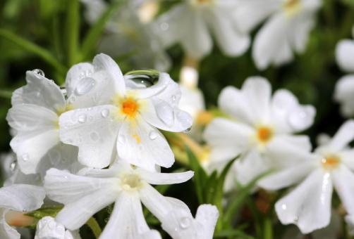 Free Stock Photo of Phlox in the Garden