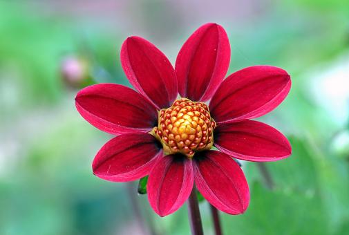 Free Stock Photo of Fresh Dahlia
