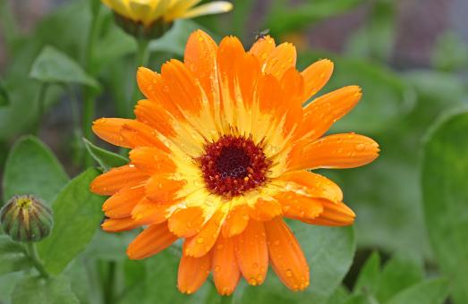 Free Stock Photo of Fresh Marigold