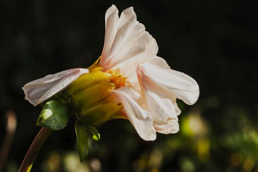 Free Stock Photo of Fresh Dahlia