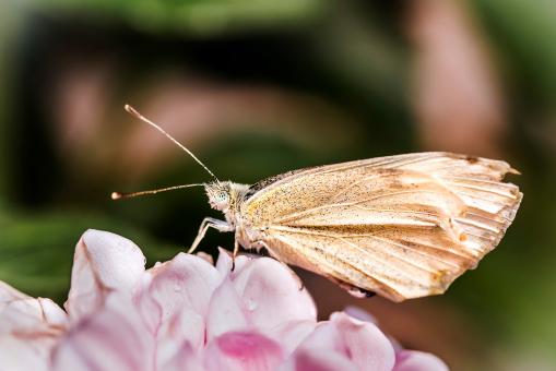 Free Stock Photo of Cabbage White Ling in the Garden