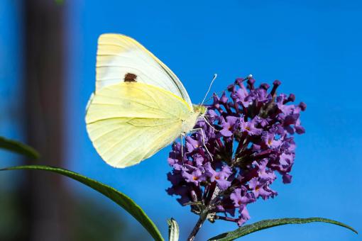 Free Stock Photo of Cabbage White Ling in the Garden