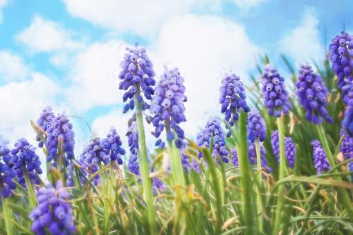 Free Stock Photo of Bluebells in the Garden