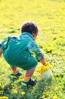 Free Stock Photo of Collecting Dandelions