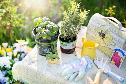 Free Stock Photo of Planting in the Garden