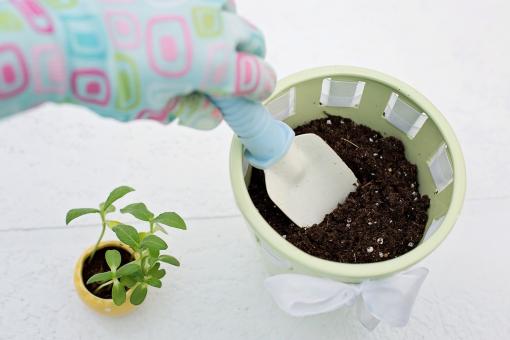 Free Stock Photo of Planting Technique