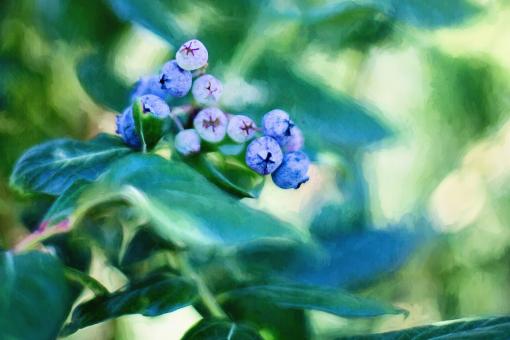 Free Stock Photo of Blueberries on the Tree